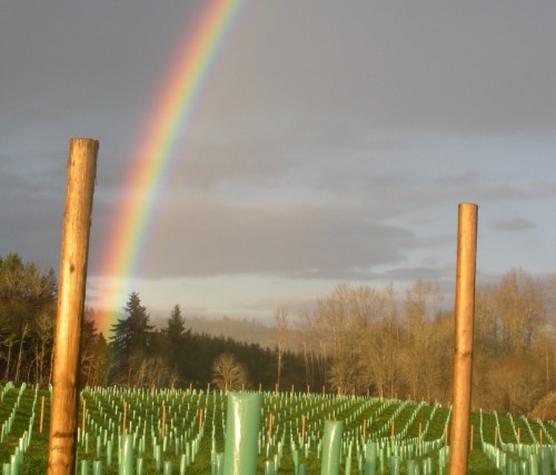 An American Dream Fairytale: My home in the vineyard