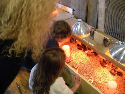 A Dream Come to Life: Baby chicks in brooder
