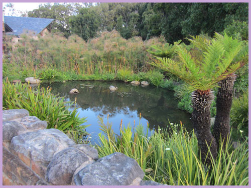 World Heritage Sites in South Africa: Kirstenbosch gardens