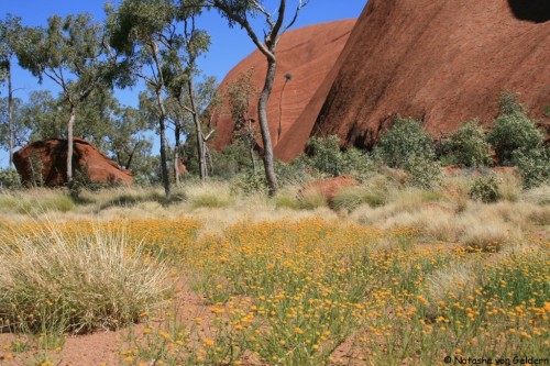 World Travel Dreams: Australia's Red Centre and Wildflowers
