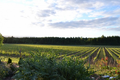 Celebrating Dream Successes: Award Winning Willamette Valley Vineyards