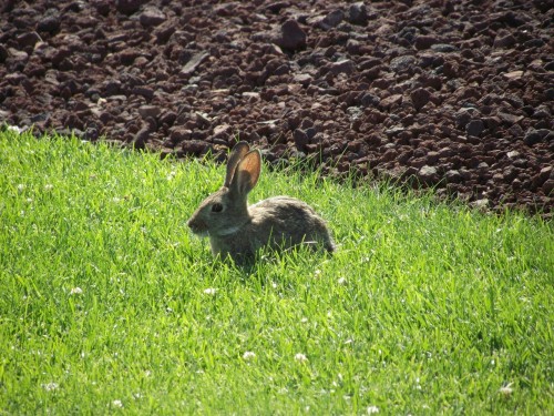 An American Dream Mother's Day Story: Wild sweet bunny at winery