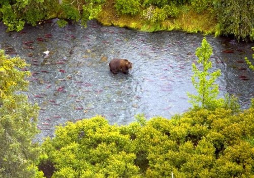 5 Ways to Cook Salmon and Feel Like a Professional Chef - Brown Bear in the Russian River after Coho Salmon