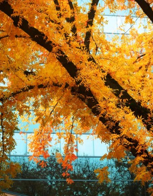 Fall in Northern California orange and yellow explosion by Remy Gervais