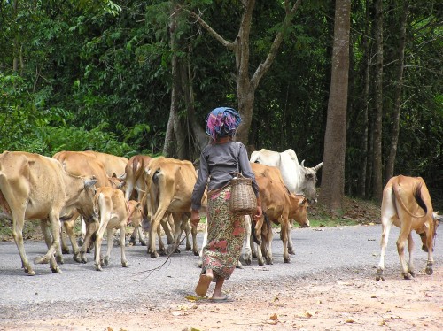 Cowherd-in-Cambodia-pic-Natasha-von-Geldern