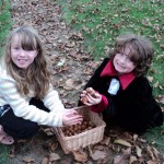 Walnut collecting: Collecting the walnuts is big fun!