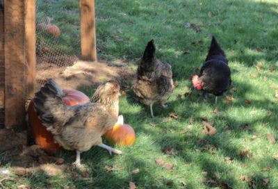 My beautiful Ameraucana hens.