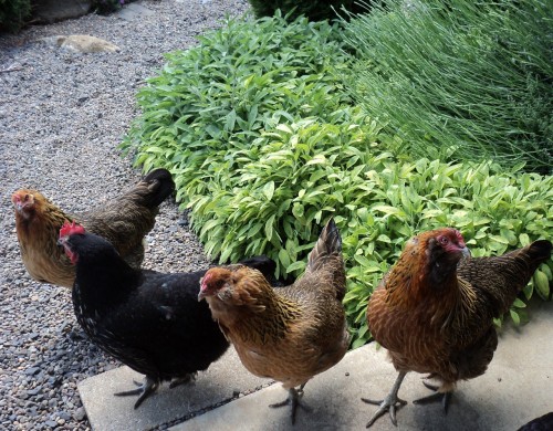 The Perfect Wine Country Dream Kitchen: Sweet free-range hens