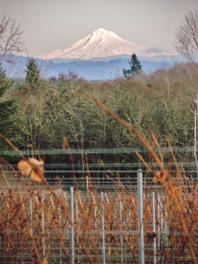 View of the beautiful Mt Hood from the vineyard of my house