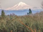 Mt. Hood at my house.