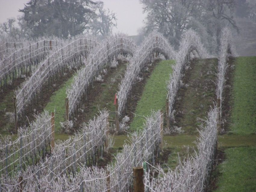 Country Mouse Visits the City for Christmas and sees Front yard frosty vines