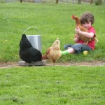 Playing with chickens