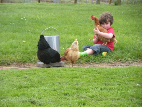 Quitting a dream while loving our chickens