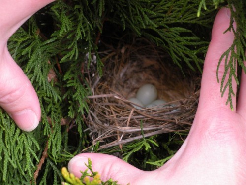 Spring has Sprung: Finch nest with blue eggs