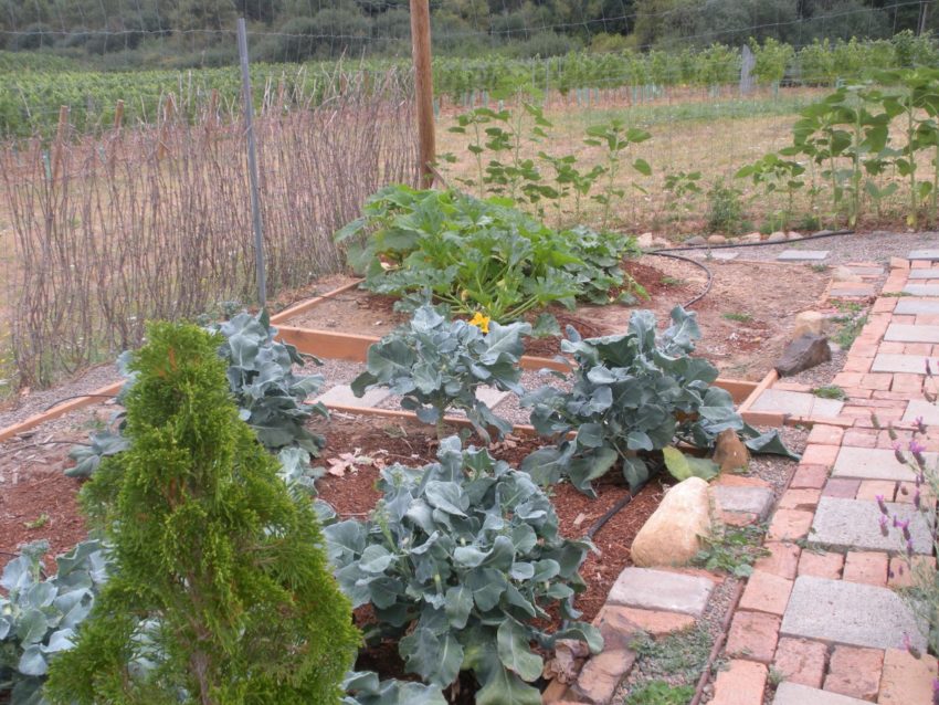 Wine Lover's American Dream Weight Loss Story: Herb and vegetable garden