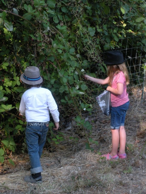 Making the Most of Seasonal Eating: Jakers and Sweet Petite pickin' blackberries