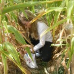 Jack the rabbit playing in the corn