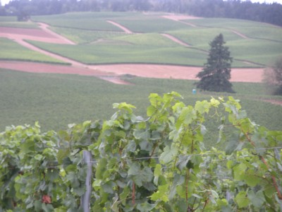 Living The Dream: Wine Country in the Heart of Willamette Valley