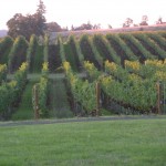 Vineyard from my window.