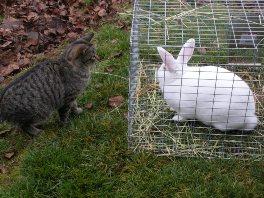 Kitty and Bunny know that Living the American Dream Sometimes Requires a Leap of Faith