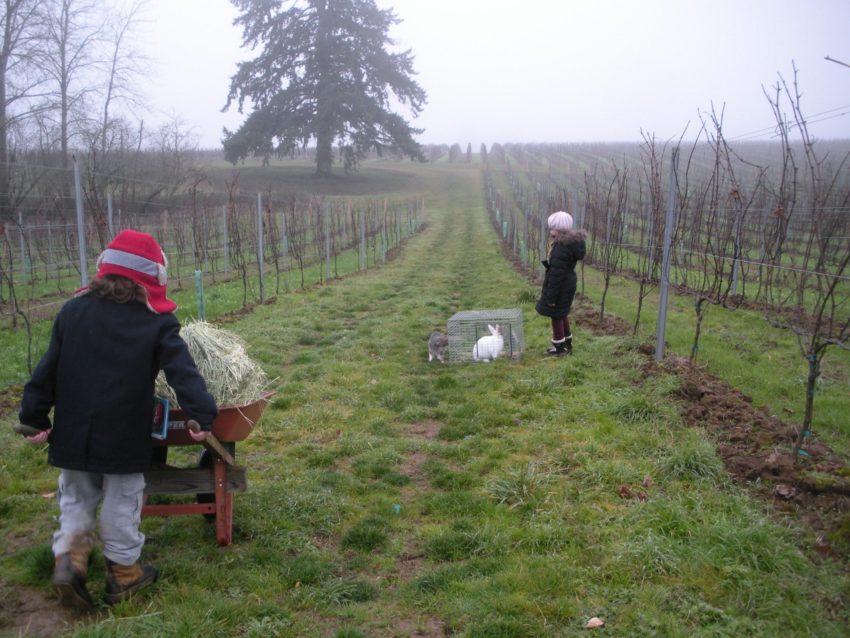 Down the vineyard path living the American Dream