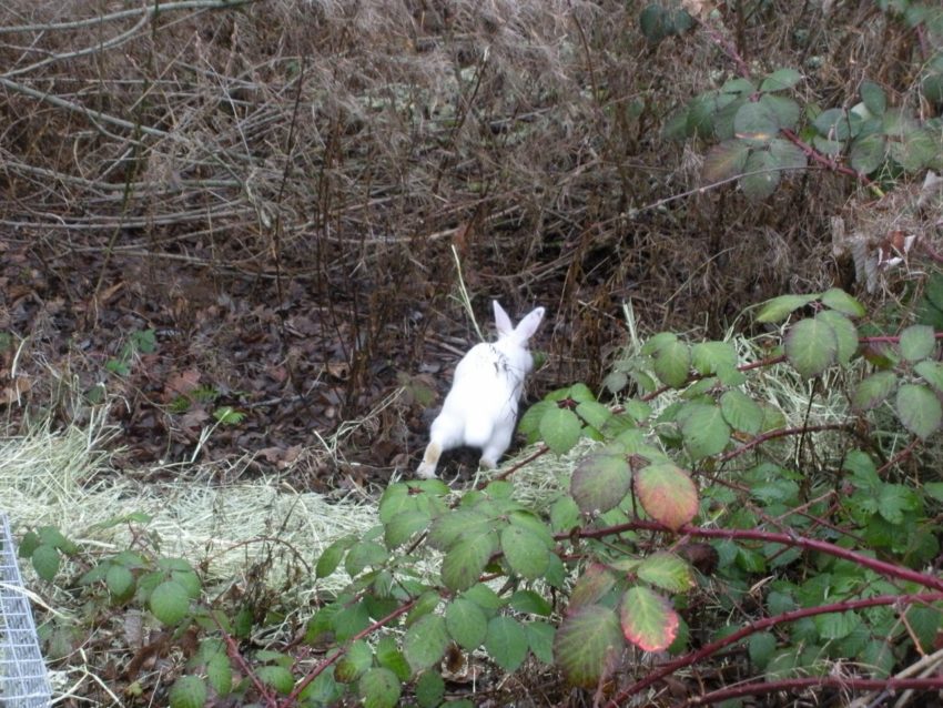 Bunny free to live the American dream - bunny style