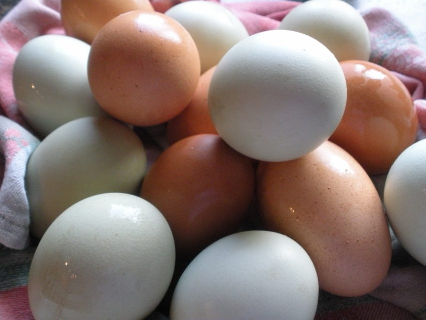 Living the American Dream: Farm fresh eggs