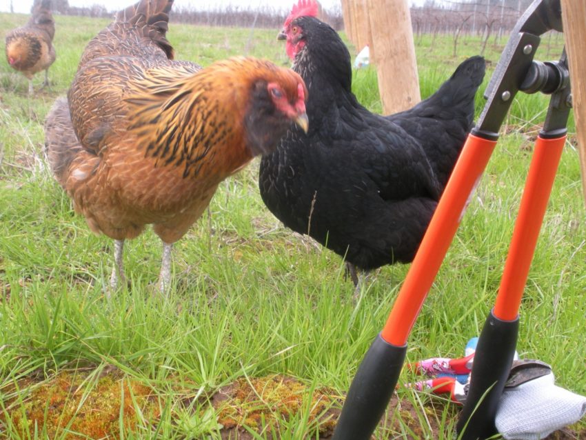 Balance Is the Key: Chickens help keep balance in the vineyard