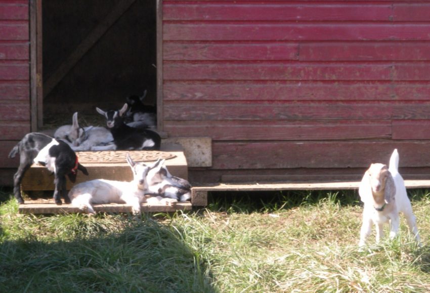 Living the American Dream on a Vineyard: 3-week old baby goats