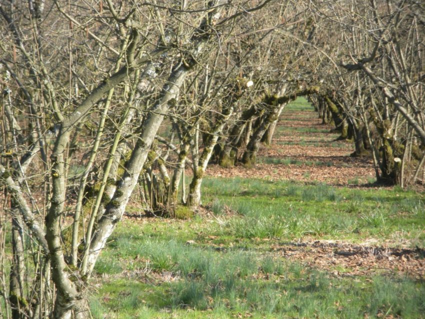 Living the American Dream on a Vineyard: Filbert orchard