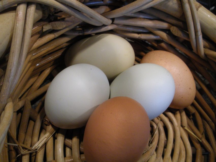 American Dream Recipes with Vineyard farm fresh eggs