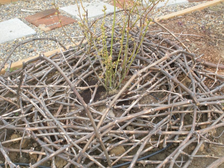 Dream Spring Living: Blueberries protected by grapevine nest