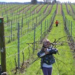 How April on a Vineyard Farm is Dream Spring Living