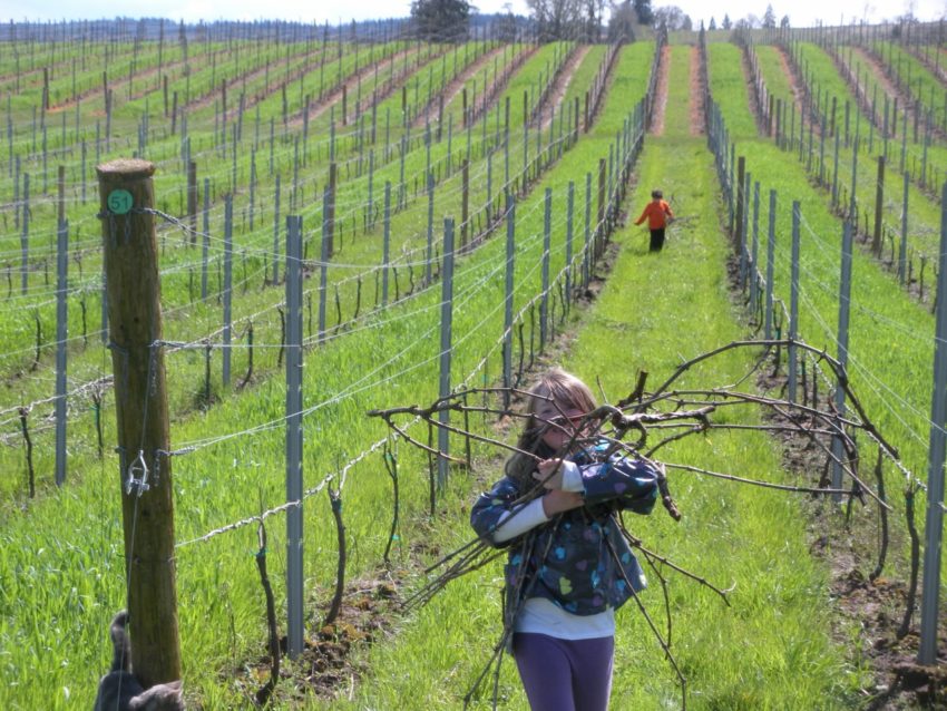 Dream Spring Living: Kids collecting vine cuttings