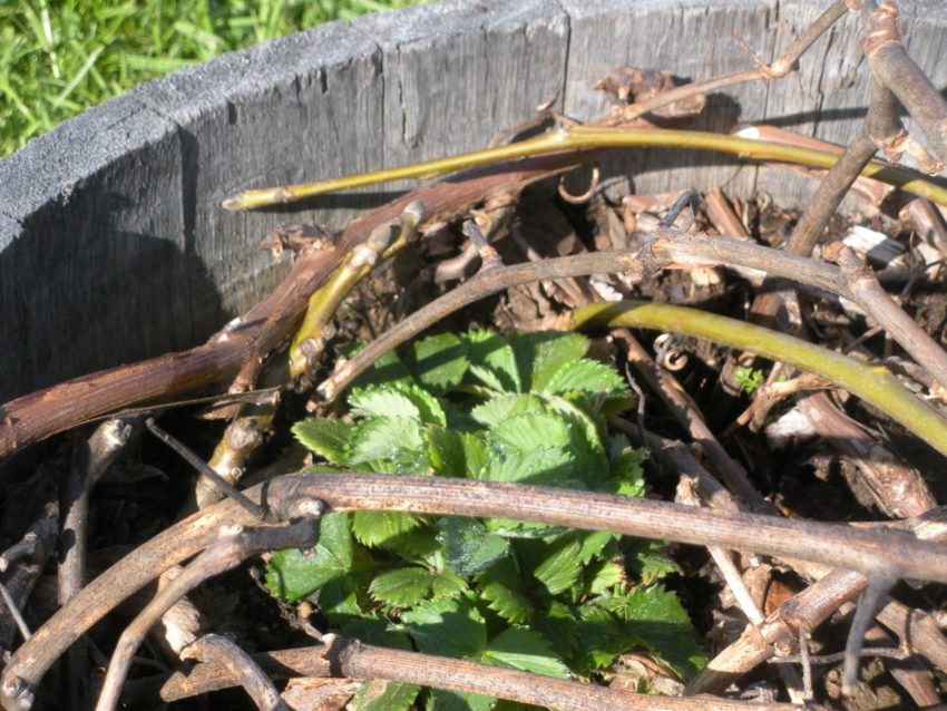Dream Spring Living: Strawberries in half wine barrel protected naturally