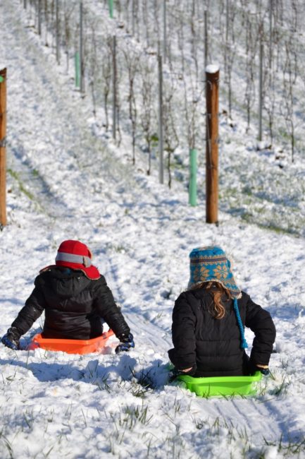 Living the American Dream: Vineyard sledding on March 1st, 2012