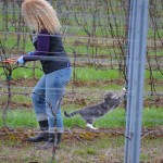Dogcat in the vineyard with me.