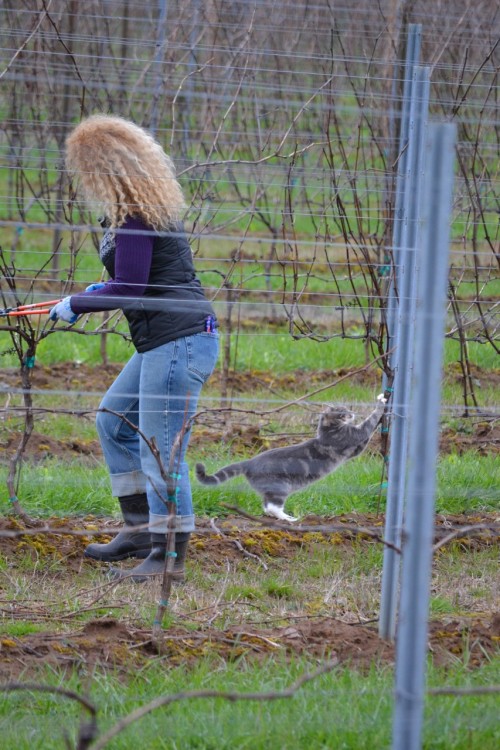 Quitting a dream over a vineyard cat