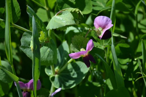 Spring has Sprung: Sweet peas in the vineyard