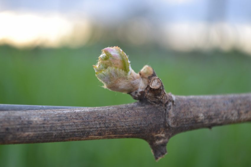 It's Spring for the American Dream in Willamette Valley Bud break in the vineyard.