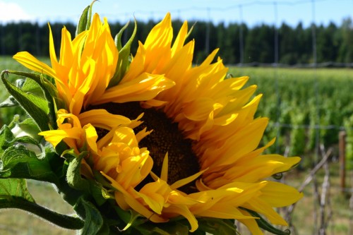 Going for Gold: My vineyard garden sunflower gold