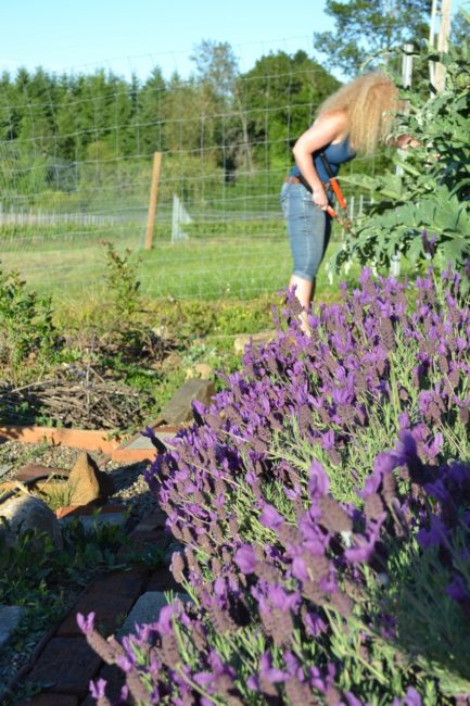 An American Dream Kind of Love Flowers every day in my garden:)