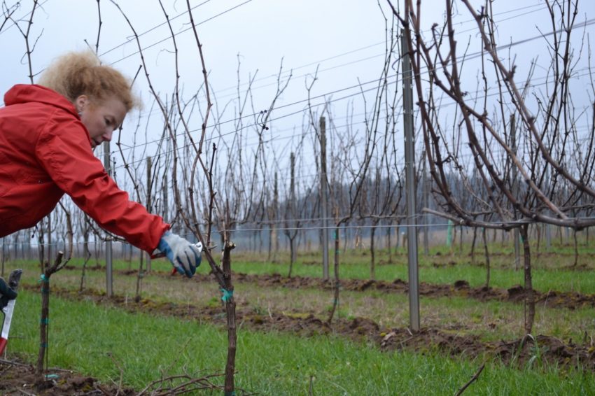 Pruning a Vineyard is Like Raising Children - Pruning the Pinot Gris