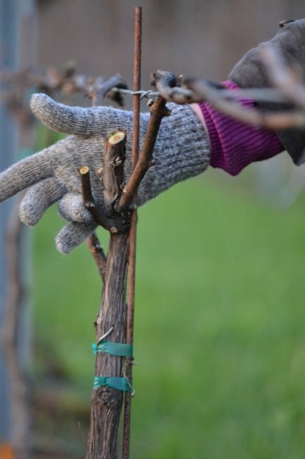 Living the American Dream: Pruning the Pinot Gris