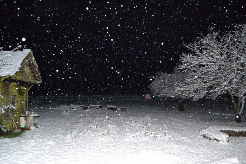 snowy leap night in the back garden.