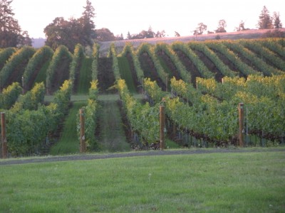 8 Best Places to See in the Fall - Fall vineyards in Oregon by Shellie Croft