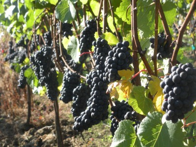 8 Best Places to See in the Fall - Oregon wine grapes at the fall harvest by Shellie Croft