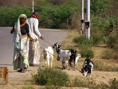 Goatherds-near-the-Taj-Mahal-Agra-India