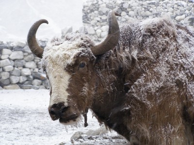 Gokyo Valley trek, Nepal