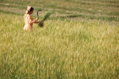 Harvest-time-in-Himchal-Pradesh-India